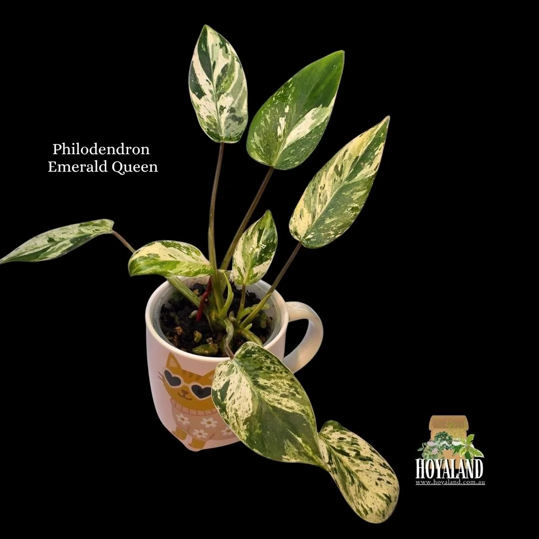 ⛄ Philodendron Emerald Queen Variegated | Multi Heads — Hoyaland